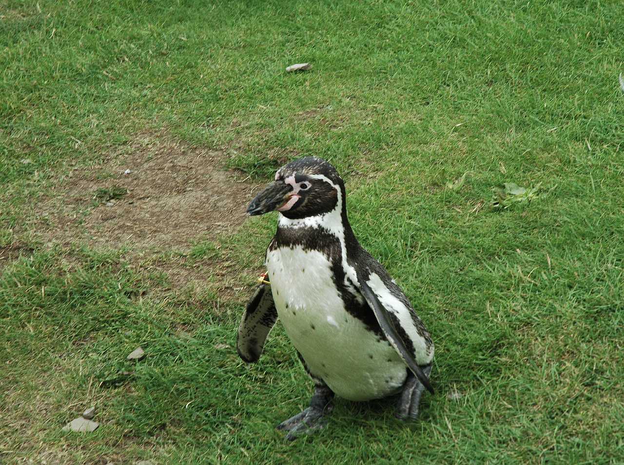Colwyn Bay Mountain Zoo, Penguin